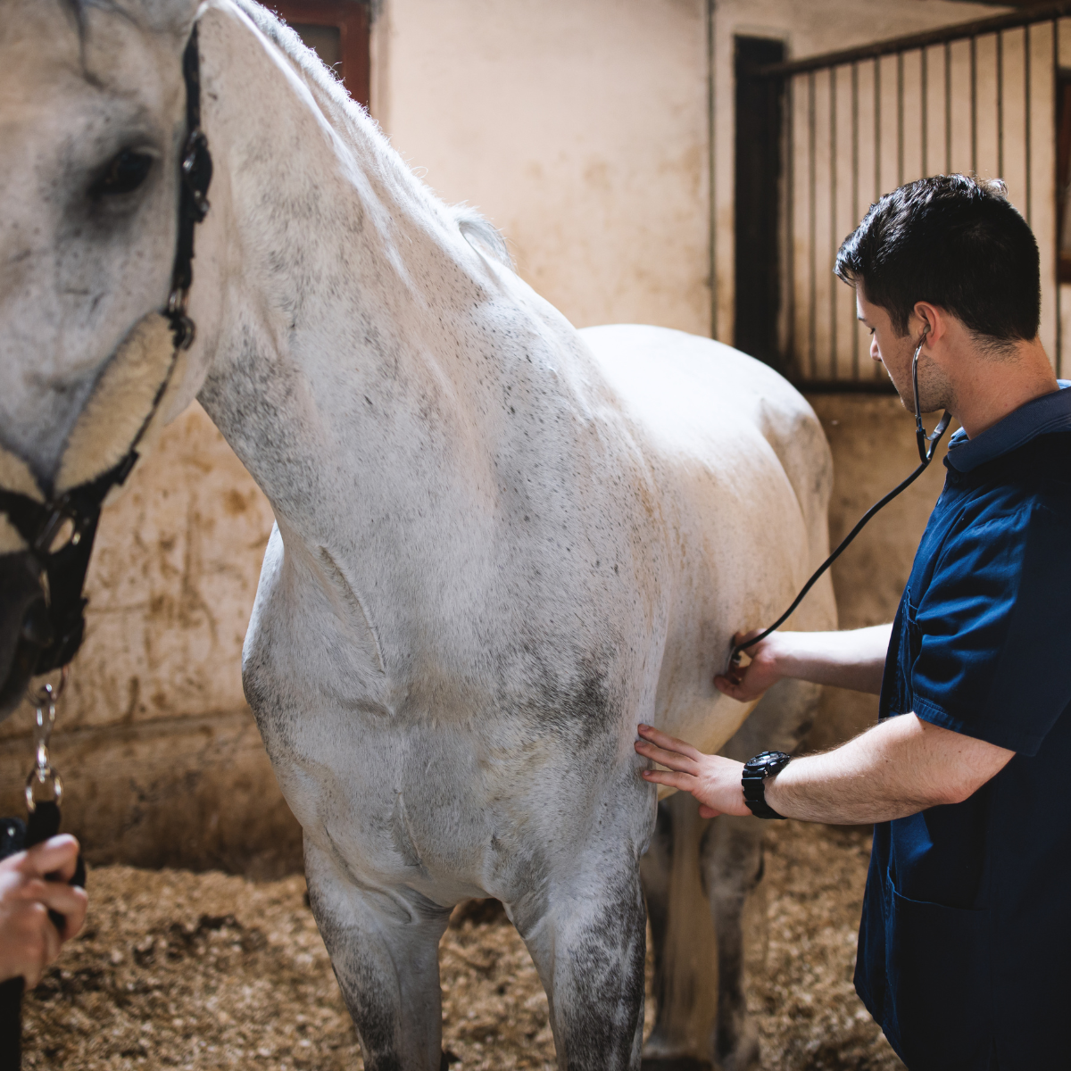 Veterinary