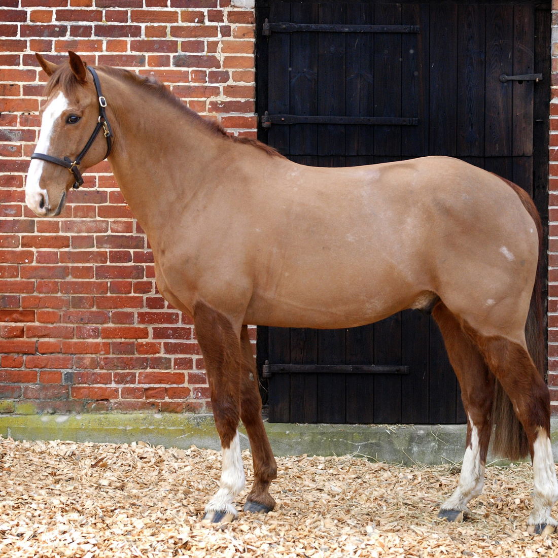 Horse and Pet Clippers