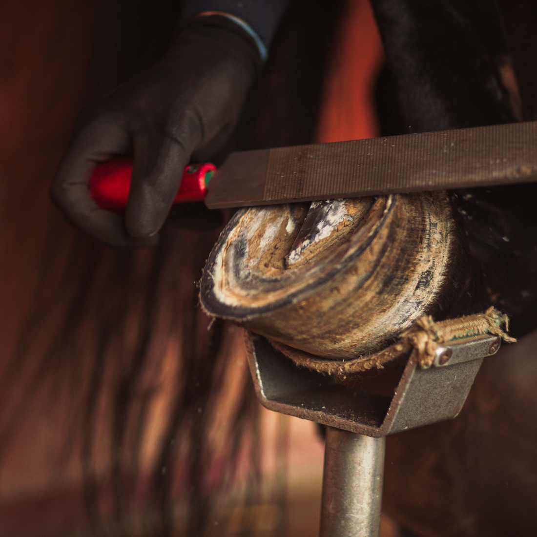 Hoof Care and Farrier Tools