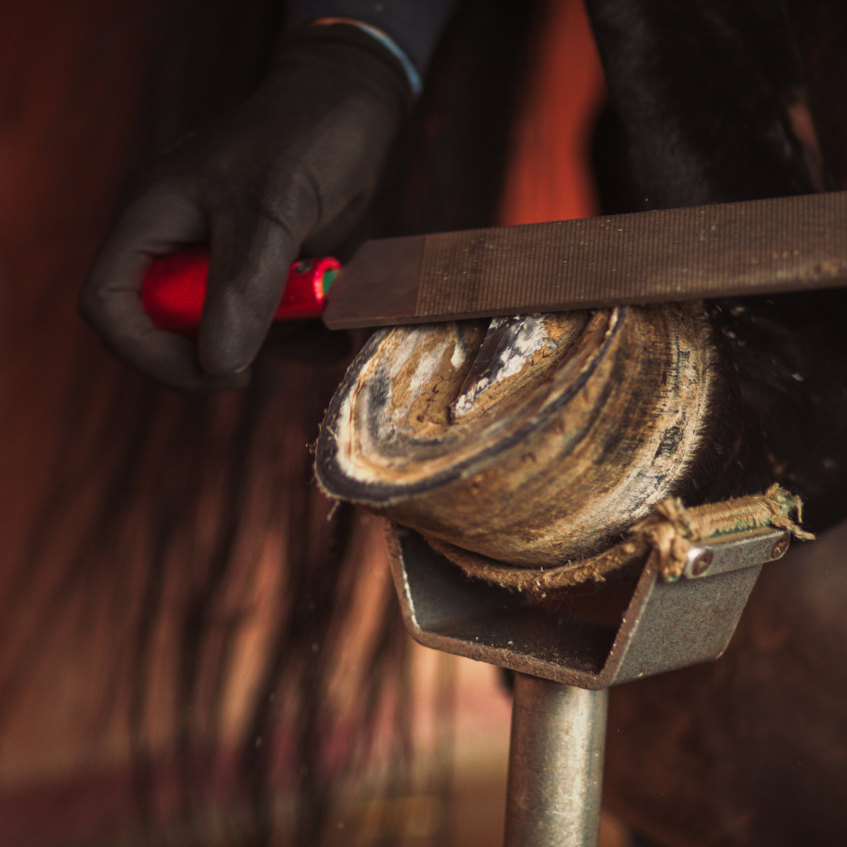 Hoof Care and Farrier Tools
