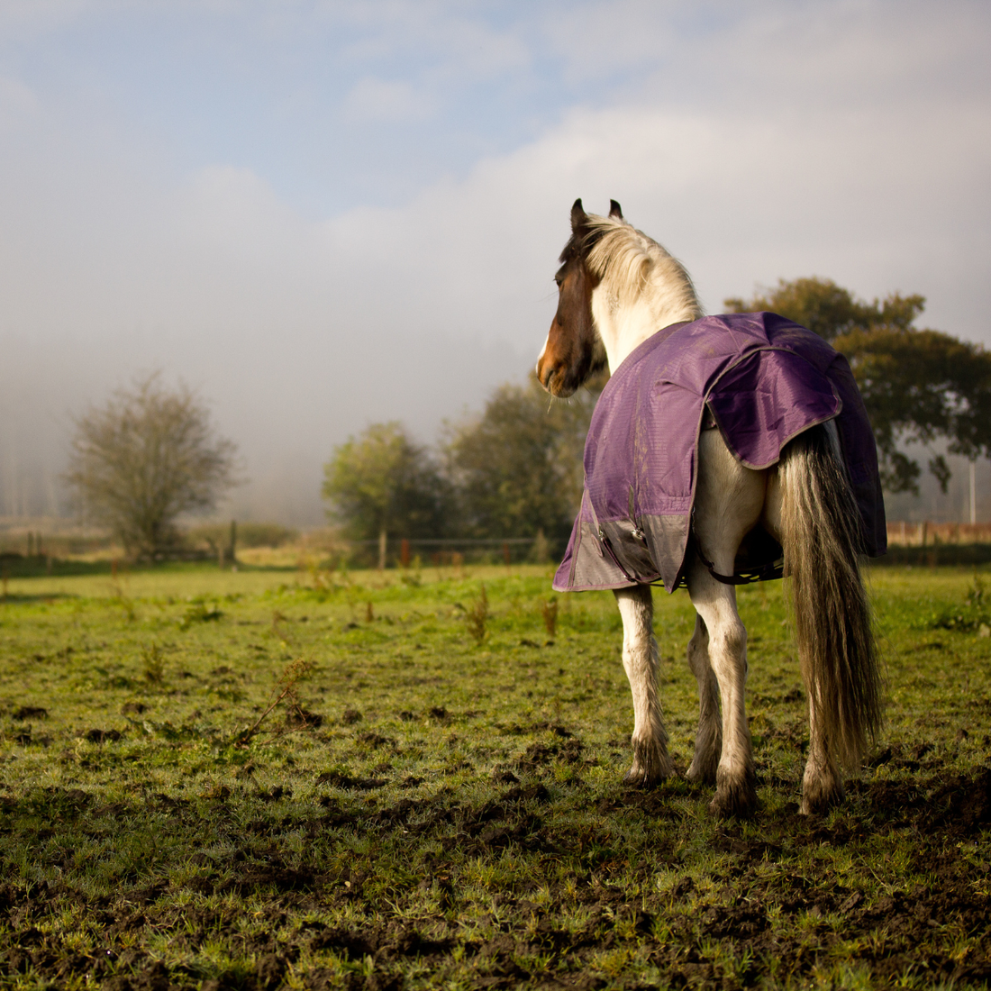 Mud Fever & Rain Rash