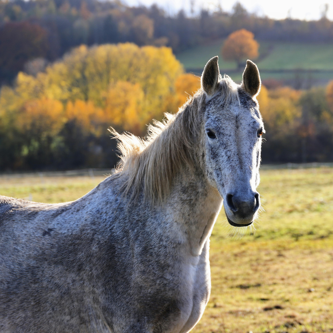 Liniment, Hoof Oil & General Remedies