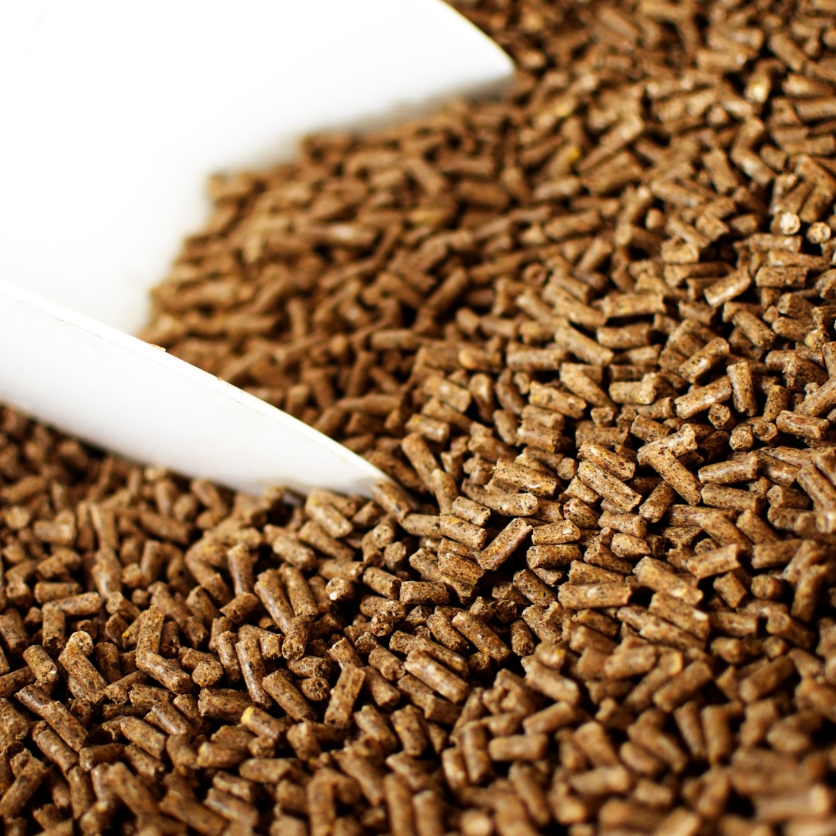 Hard Feed for Horses