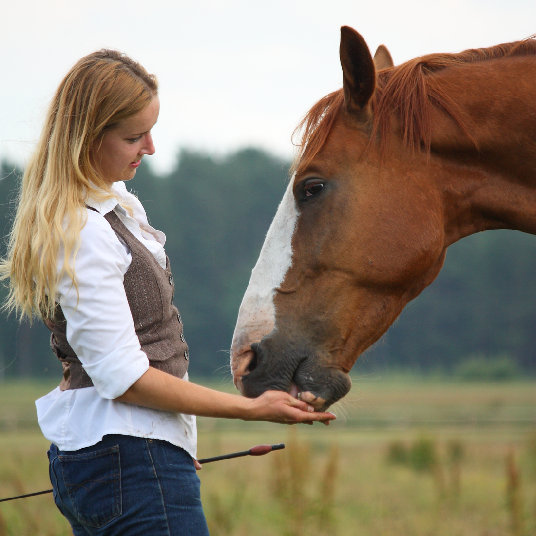 Equine Supplement Brands