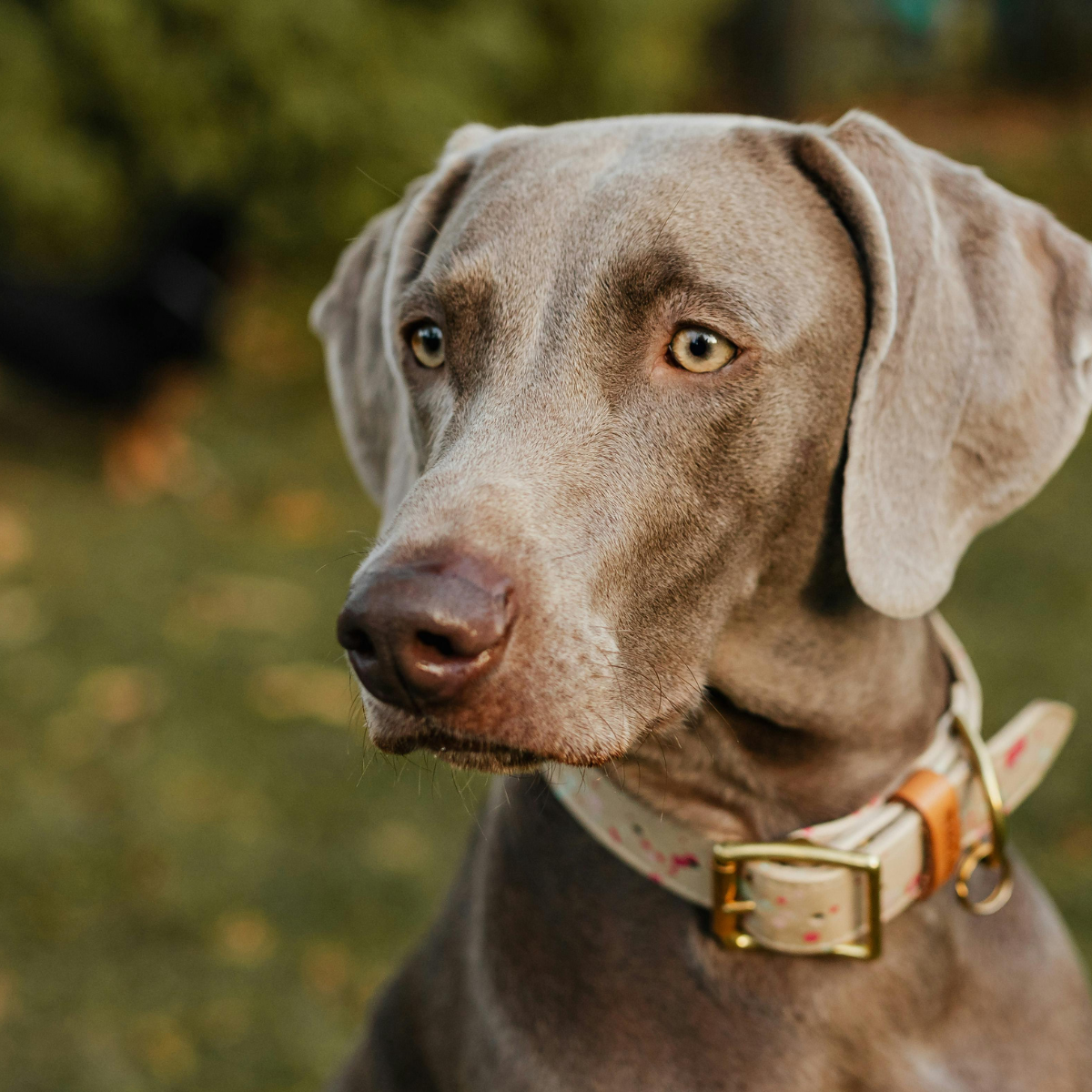 Dog Collars & Leads