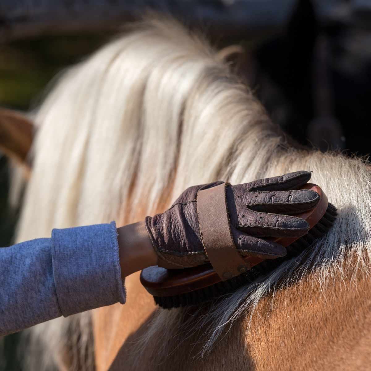 Horse Grooming Products