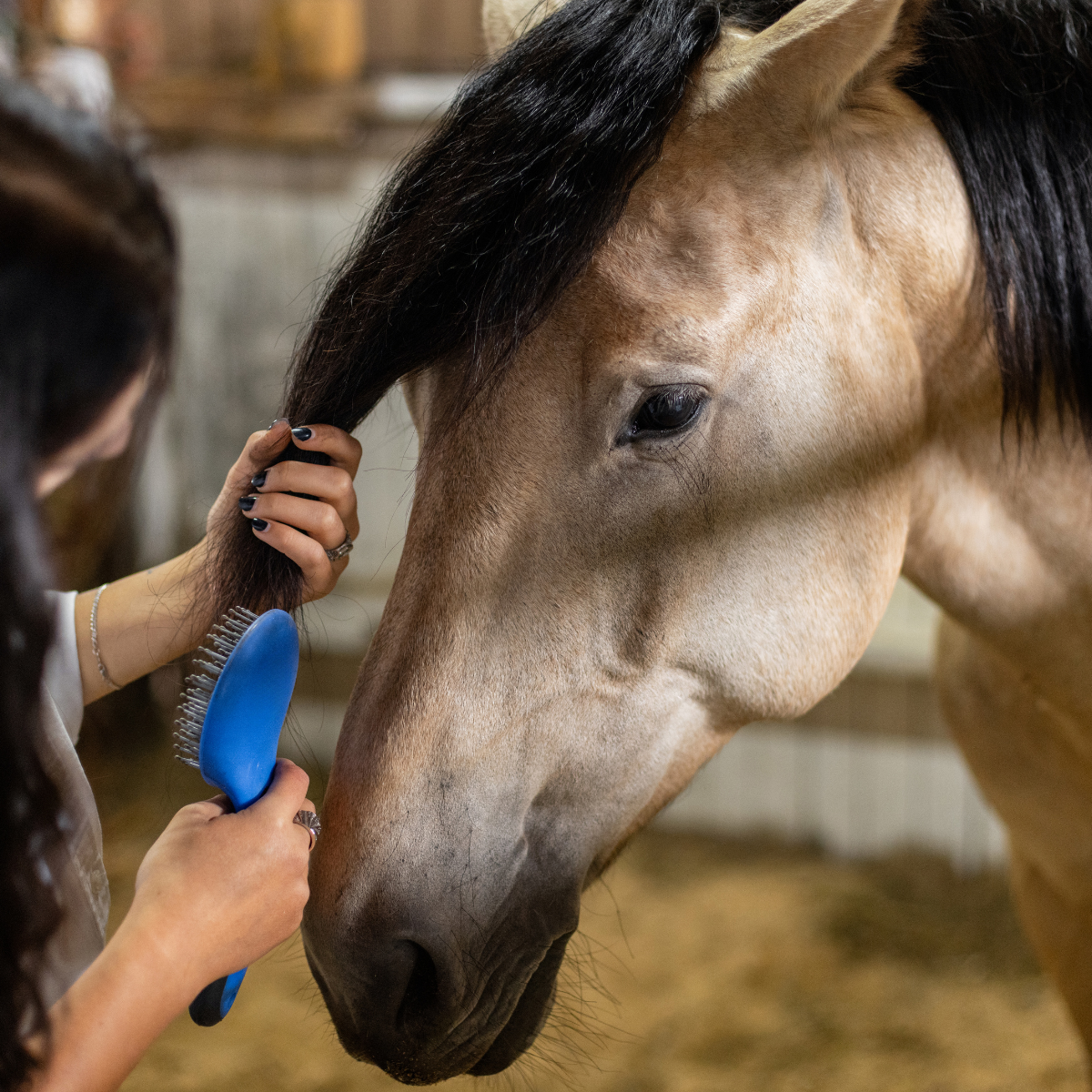 Mane & Tail Brushes & Combs