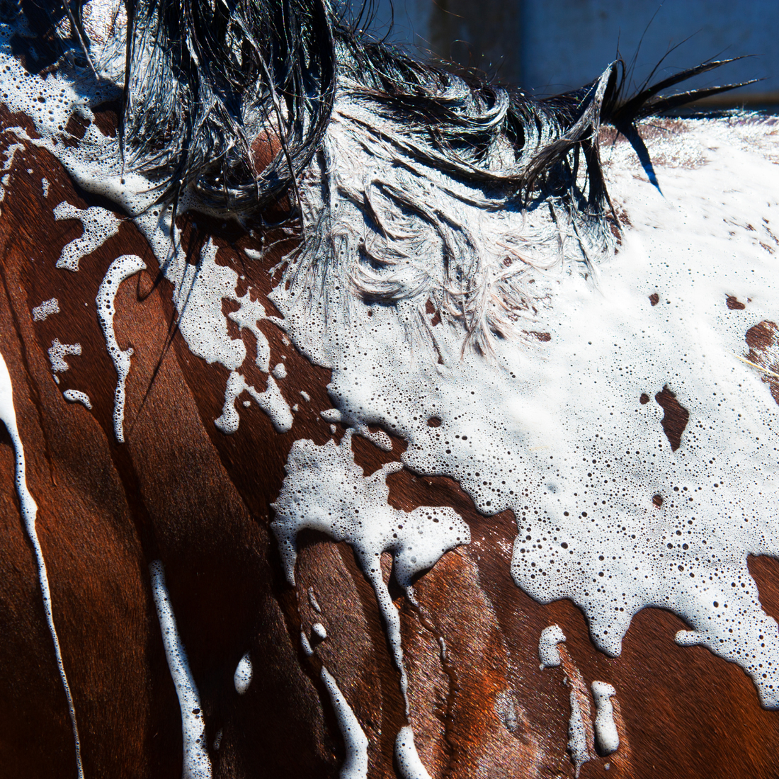 All Horse Shampoo