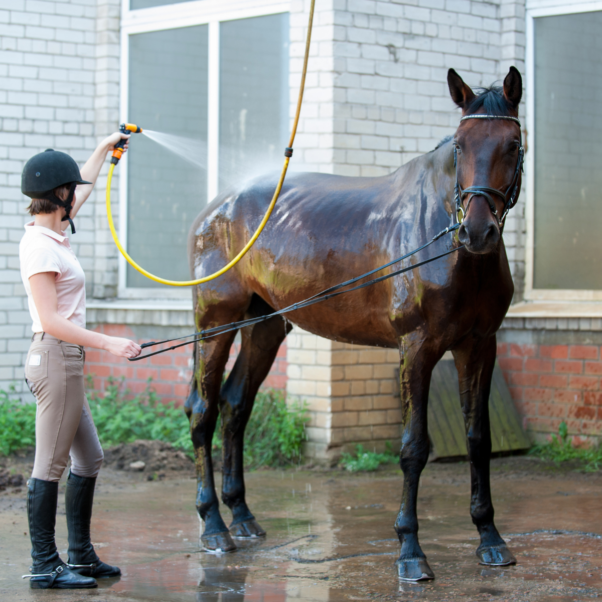 All Horse Shampoo