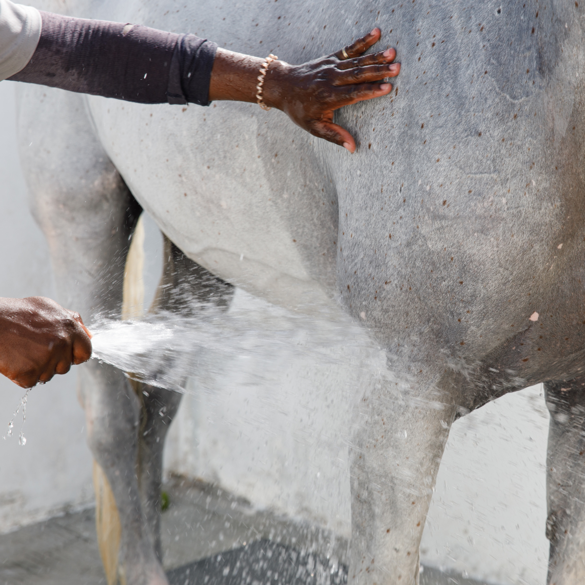 Hoses & Nozzles