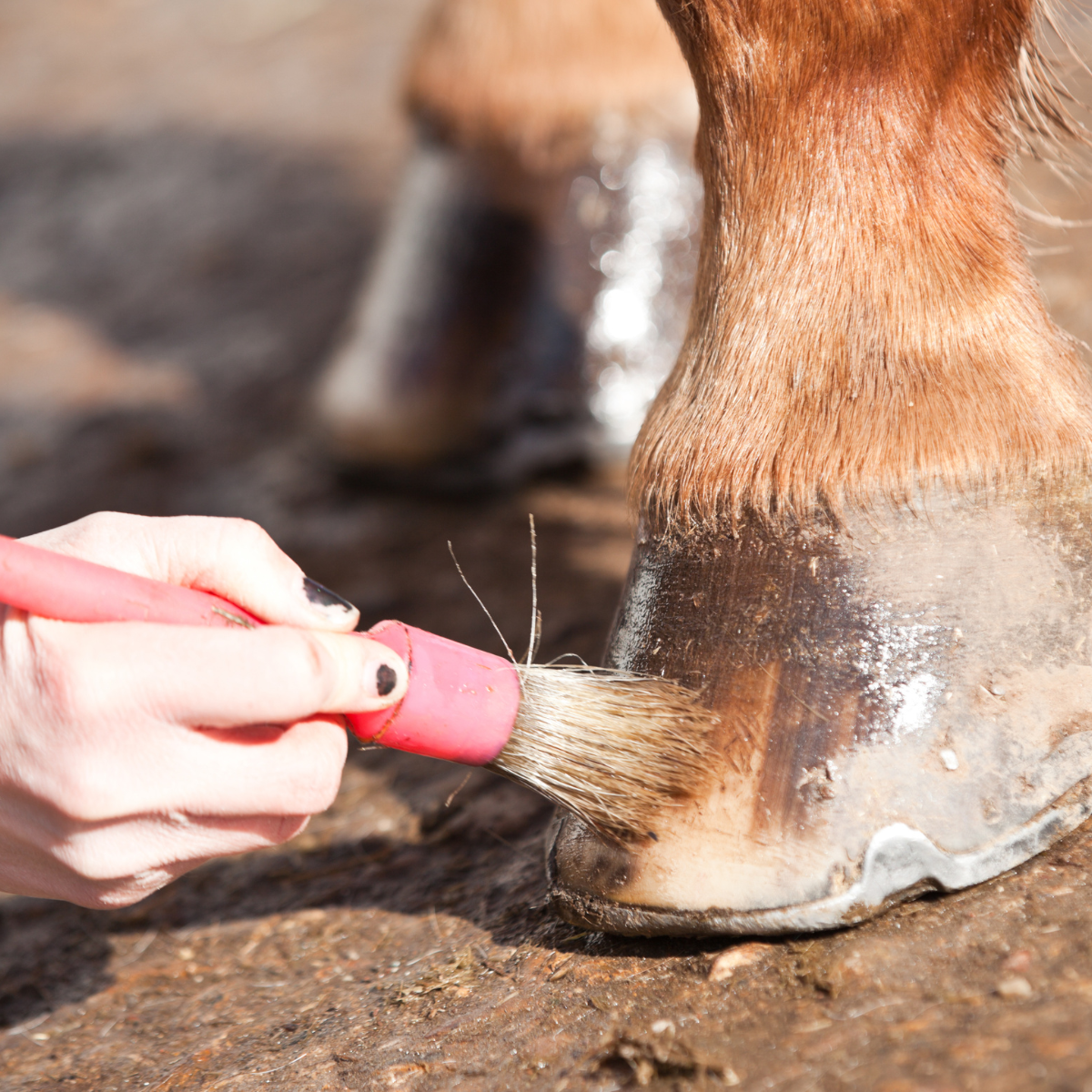 Hoof Oil