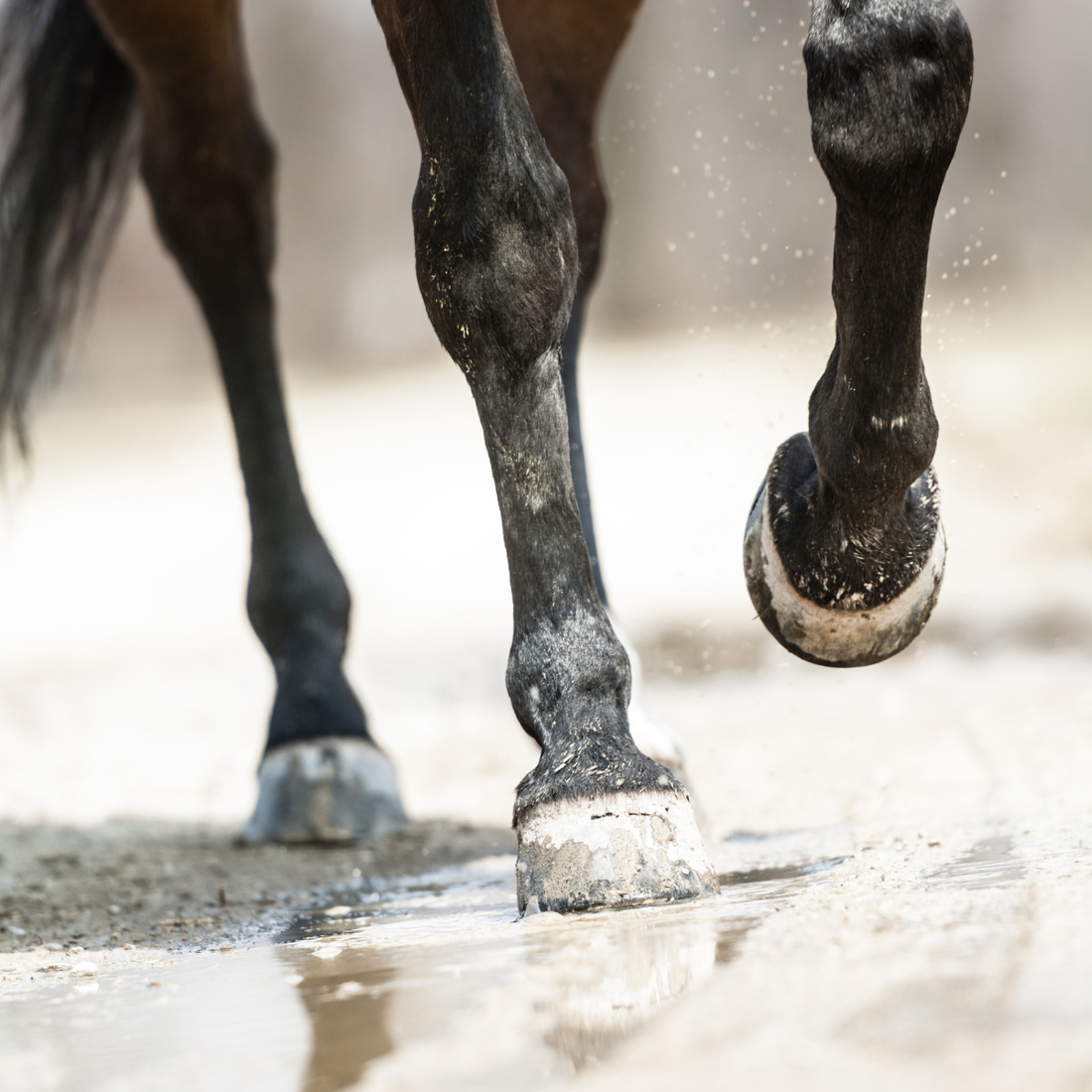 Horse Studs & Accessories