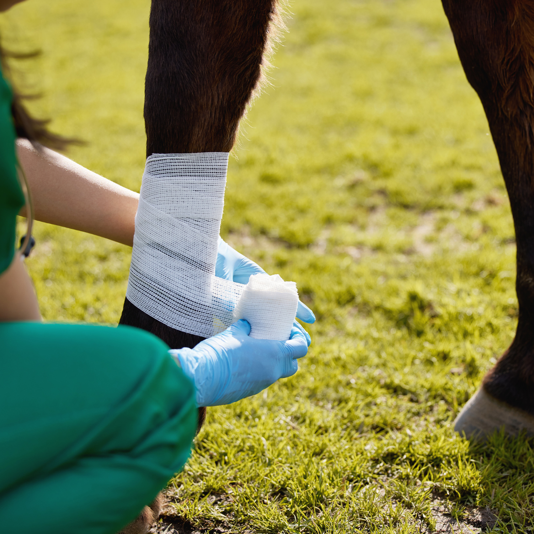 Wound Dressings