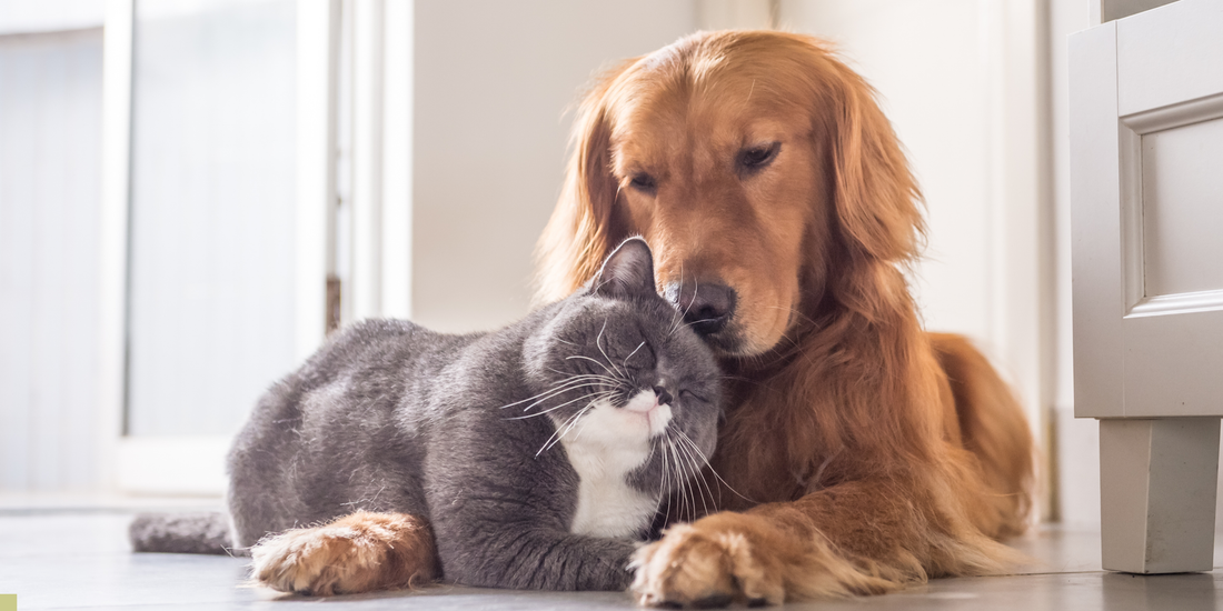 Dog Flea & Worming