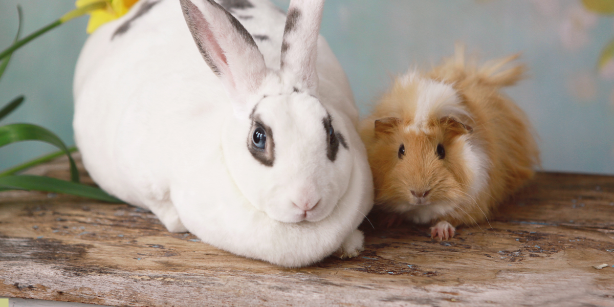 Rabbits &  Guinea Pigs