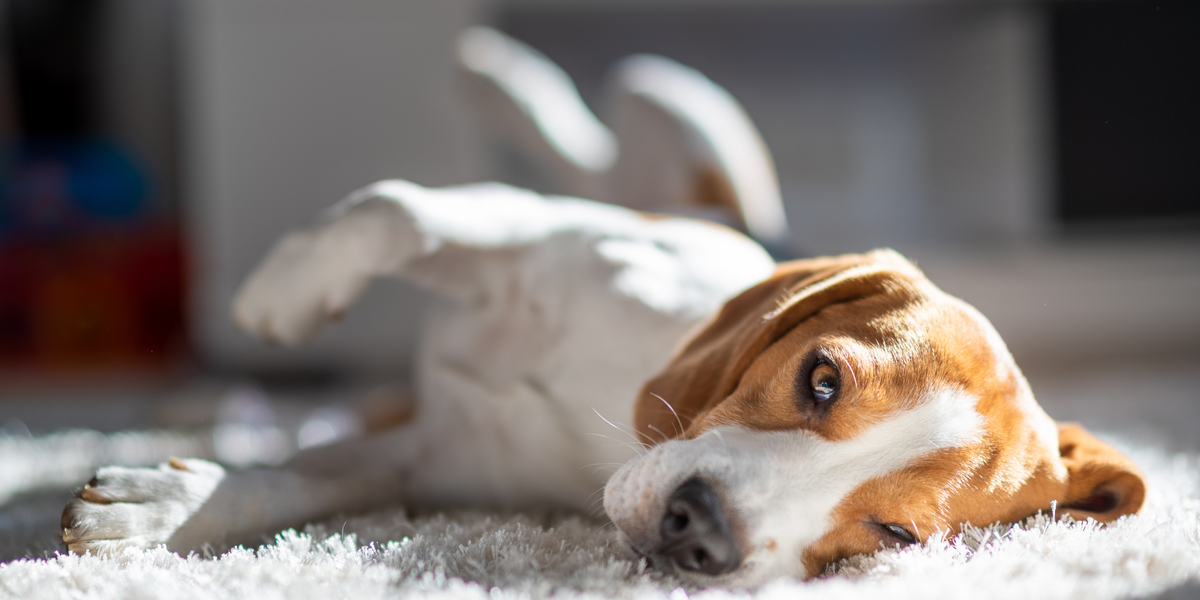 Dog Calming