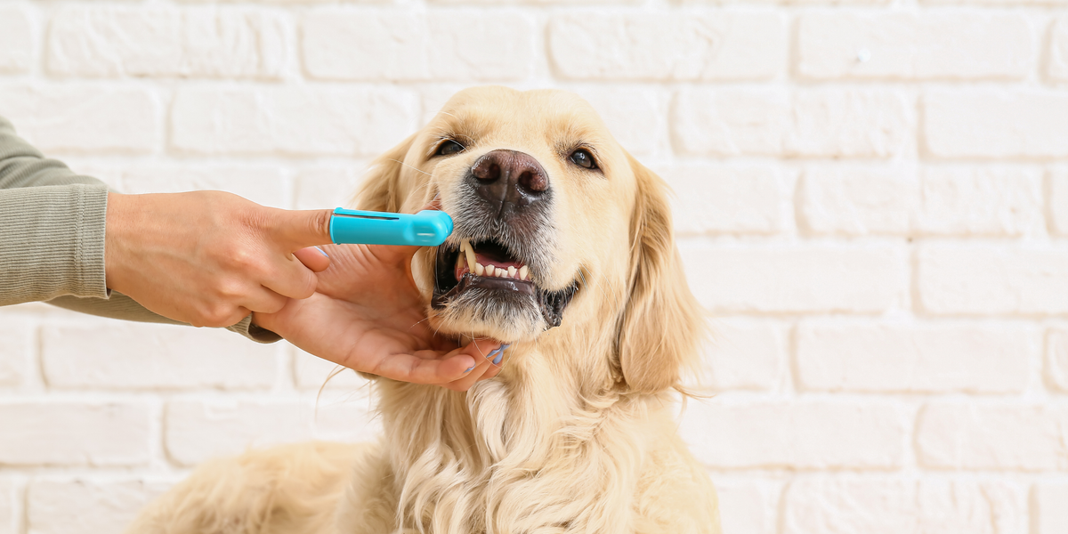 Dog Dental