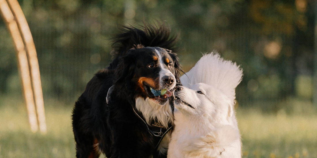 Dogs
