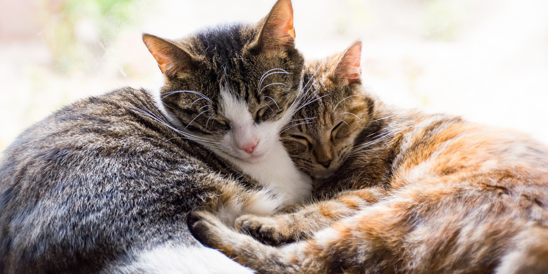 Cats