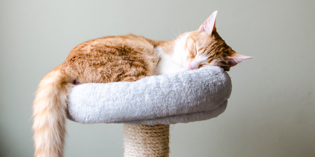 Cat Calming