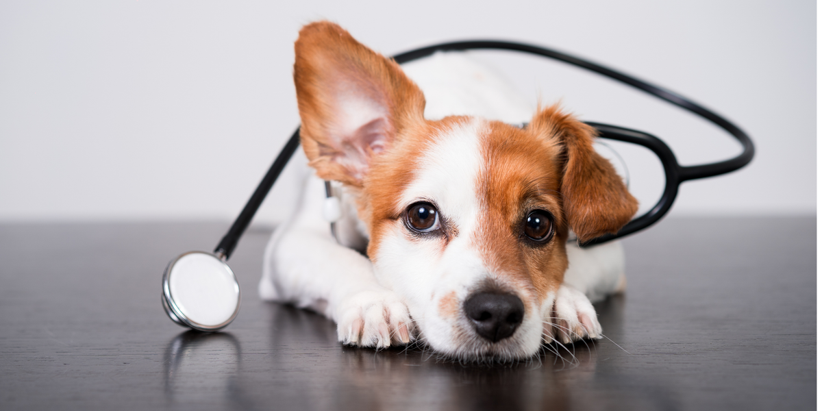 Dog Health