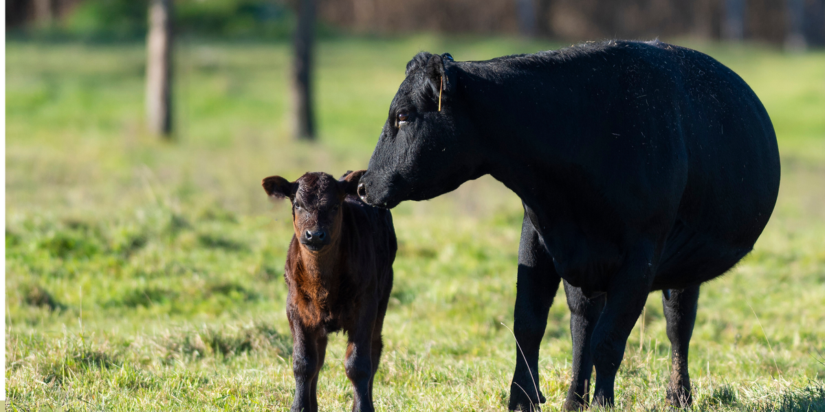 Cow & Calf Covers