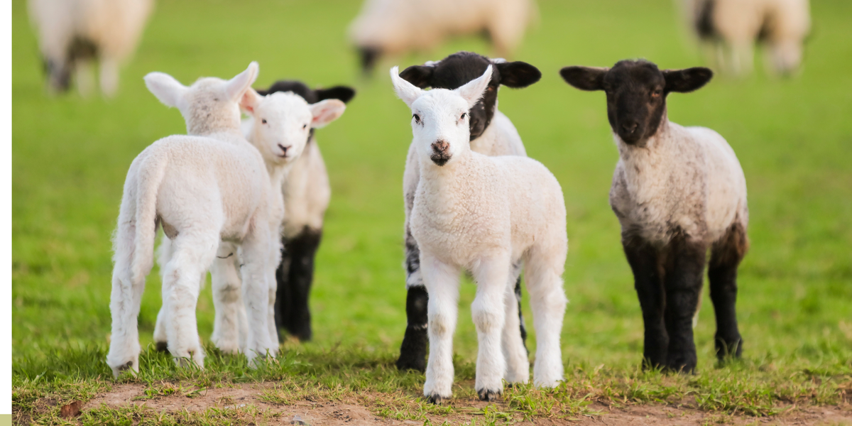 Lamb Collars & Leads