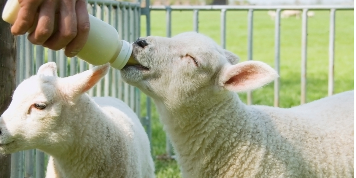 Lamb Teats & Bottles