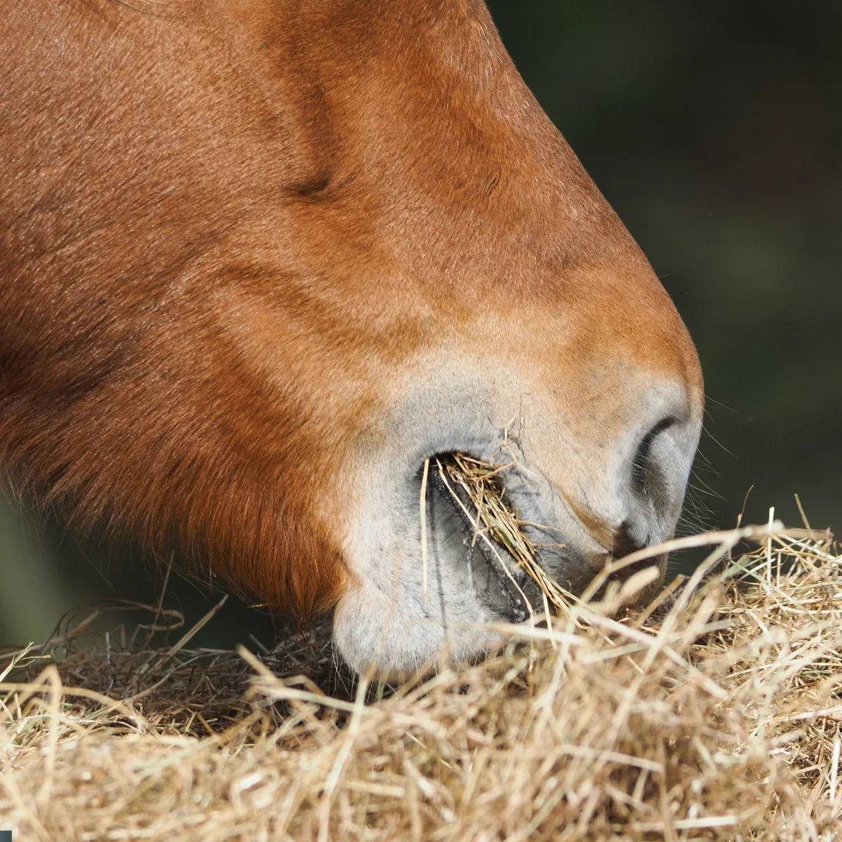 All Hard Feed for Horses