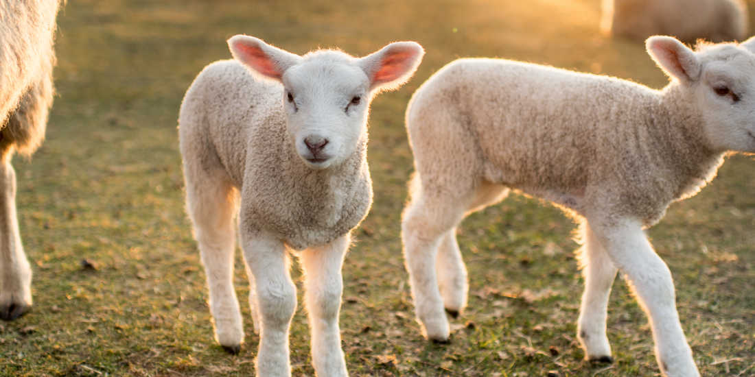 Lambs
