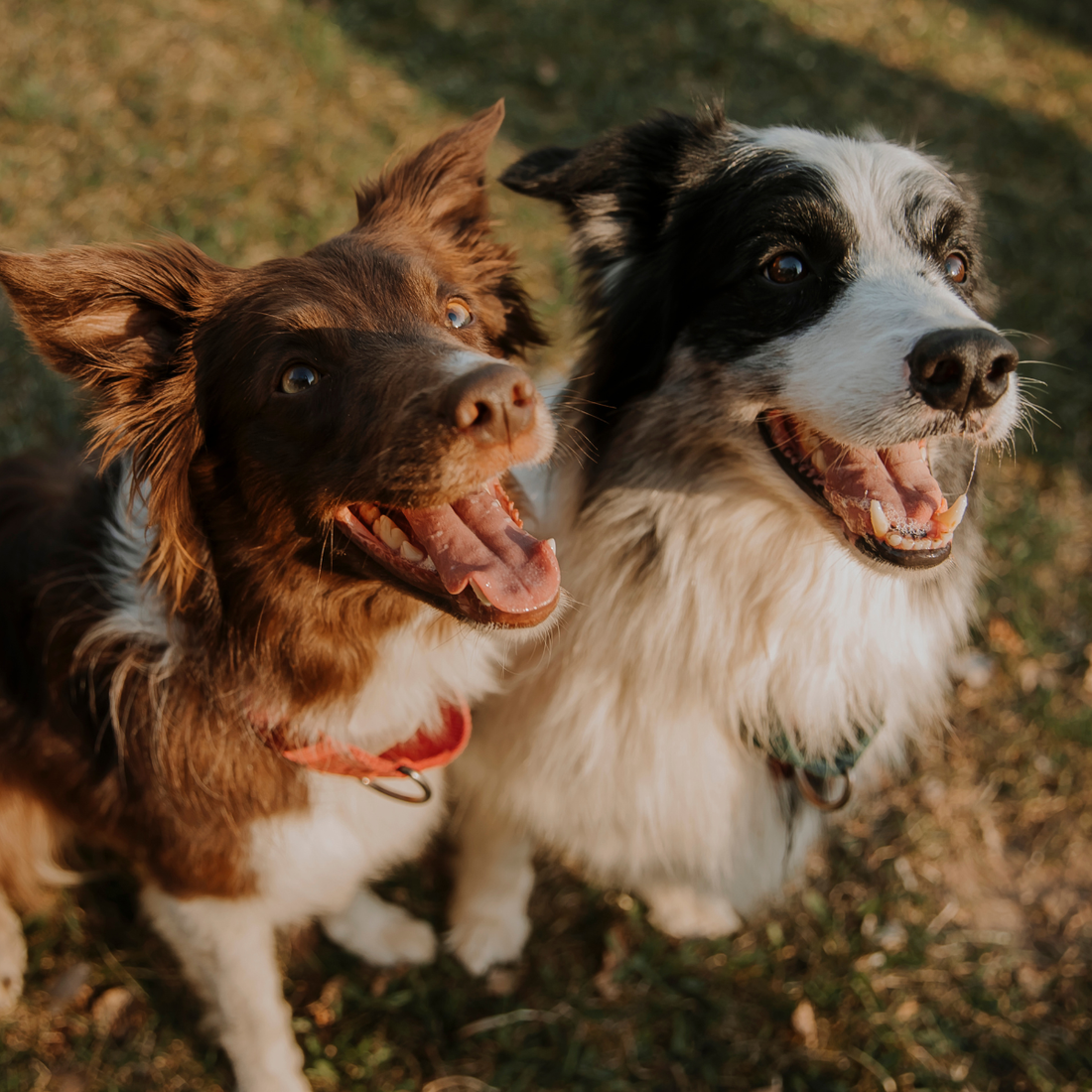 Dog Supplements