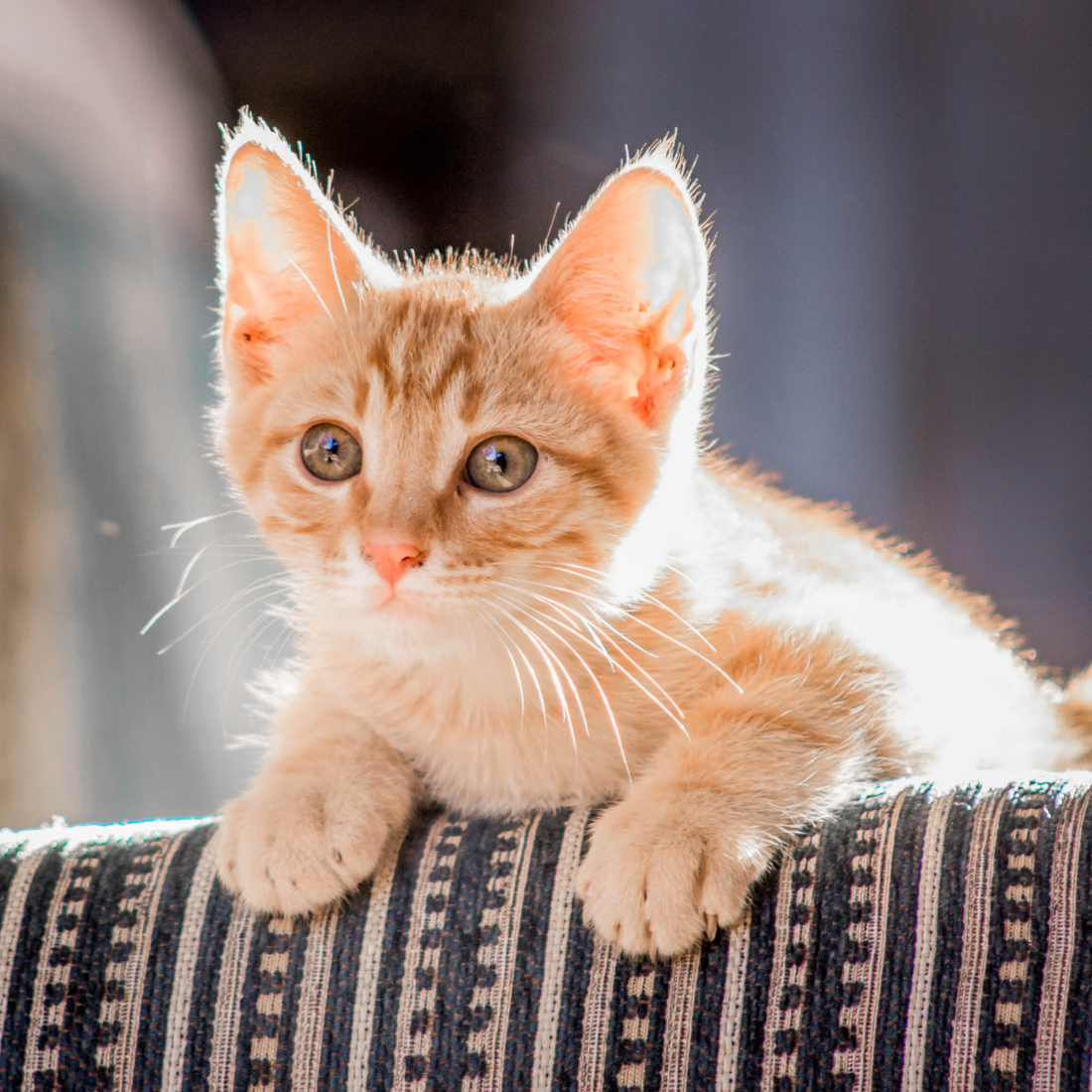 Cat Supplements