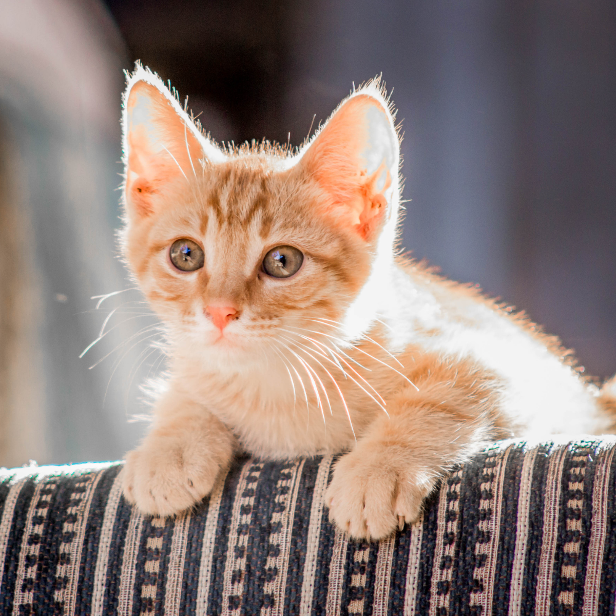 Cat Supplements