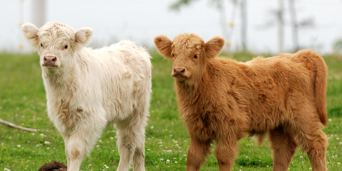 Cows & Calves
