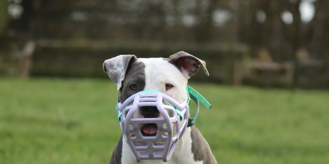 Dog Muzzles