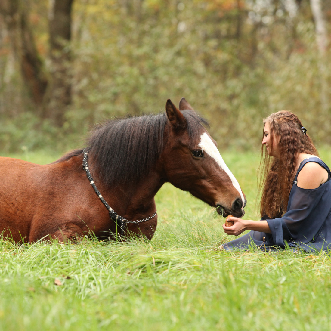 Natural Horsemanship