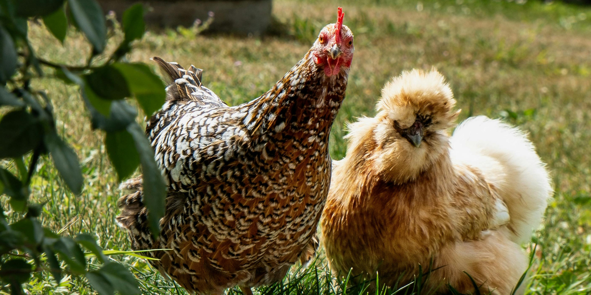 Poultry Supplements