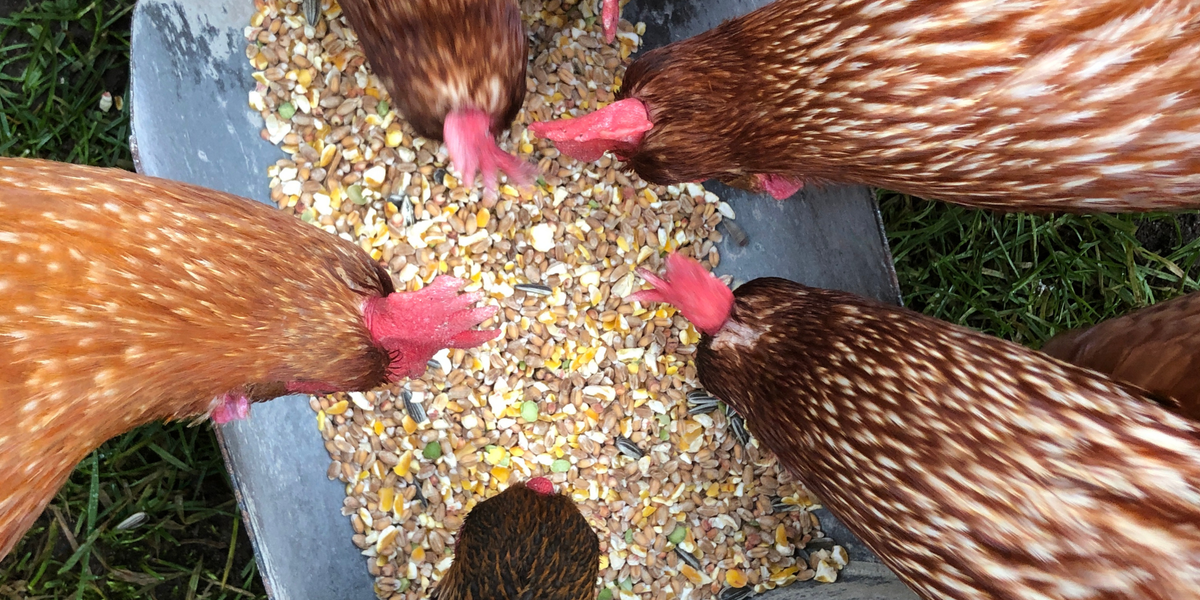 Chicken Feed