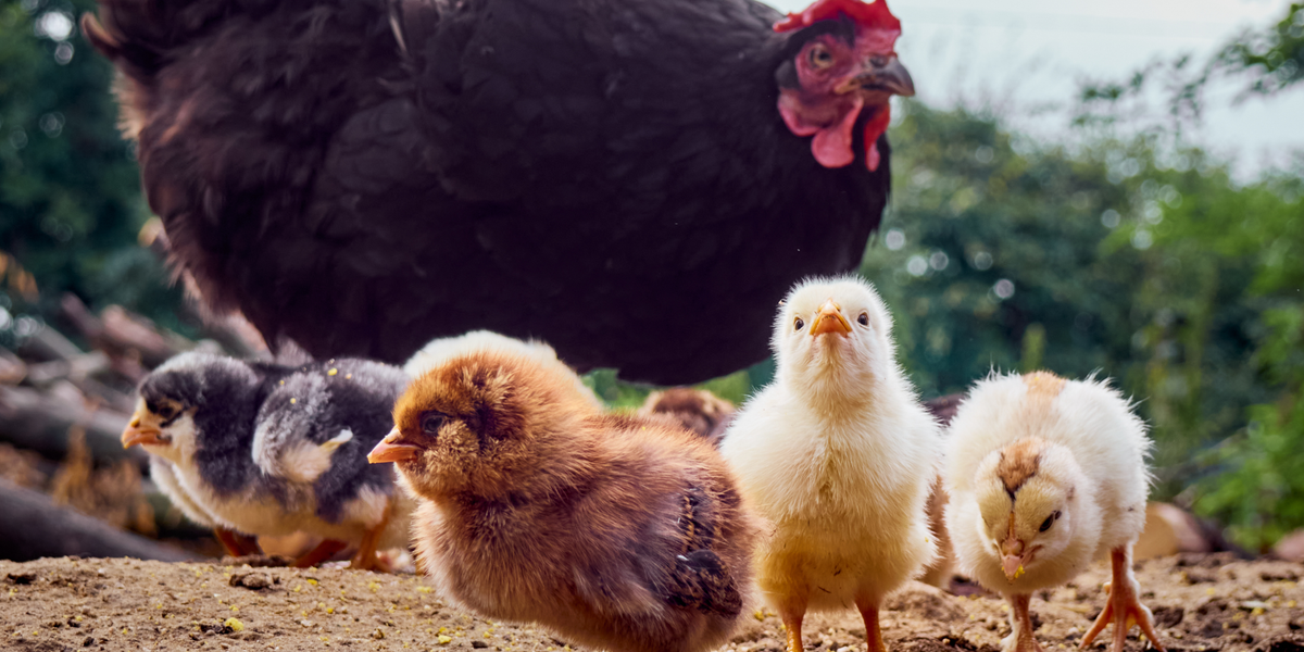 Chicken Accessories
