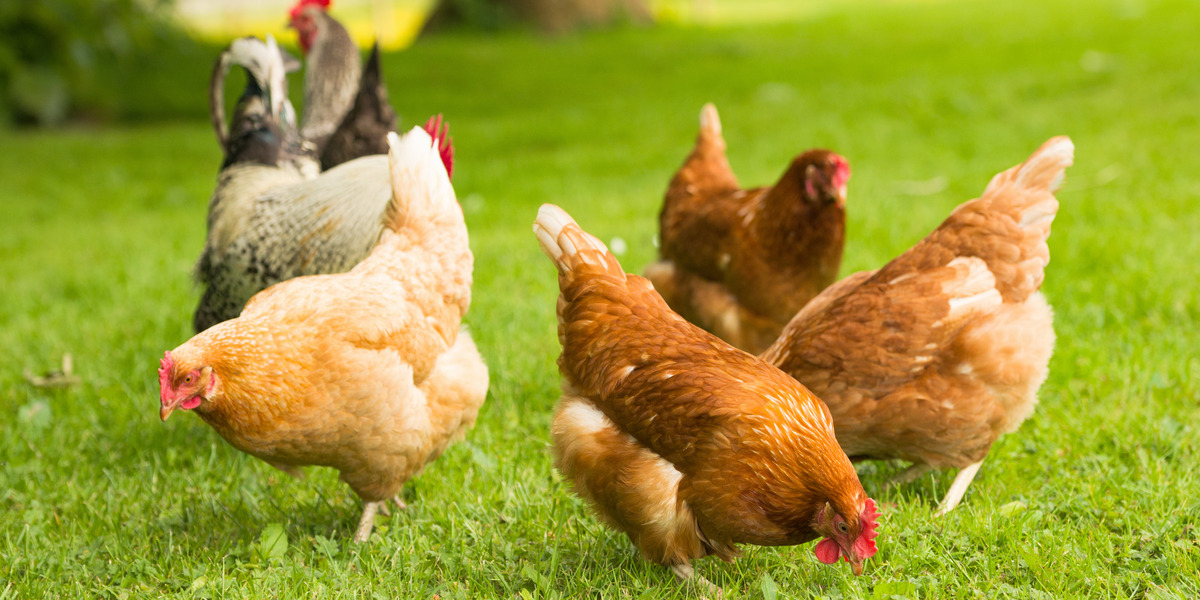 Poultry Feeders & Drinkers