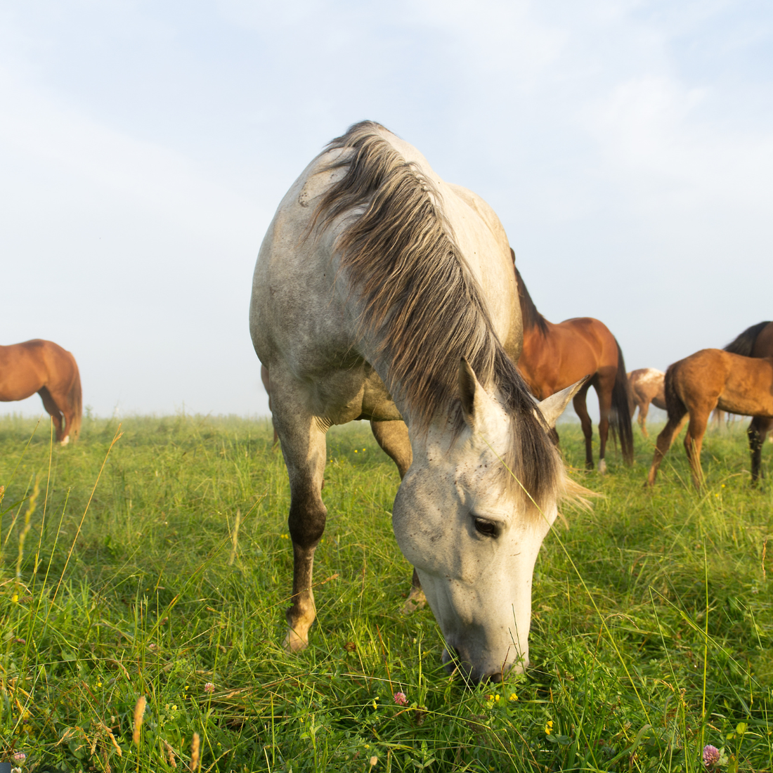Pasture Support for Horses