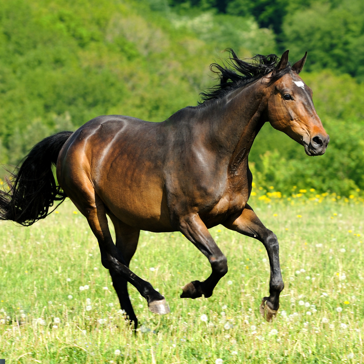 Equine Musculoskeletal & Joint Health Supplements