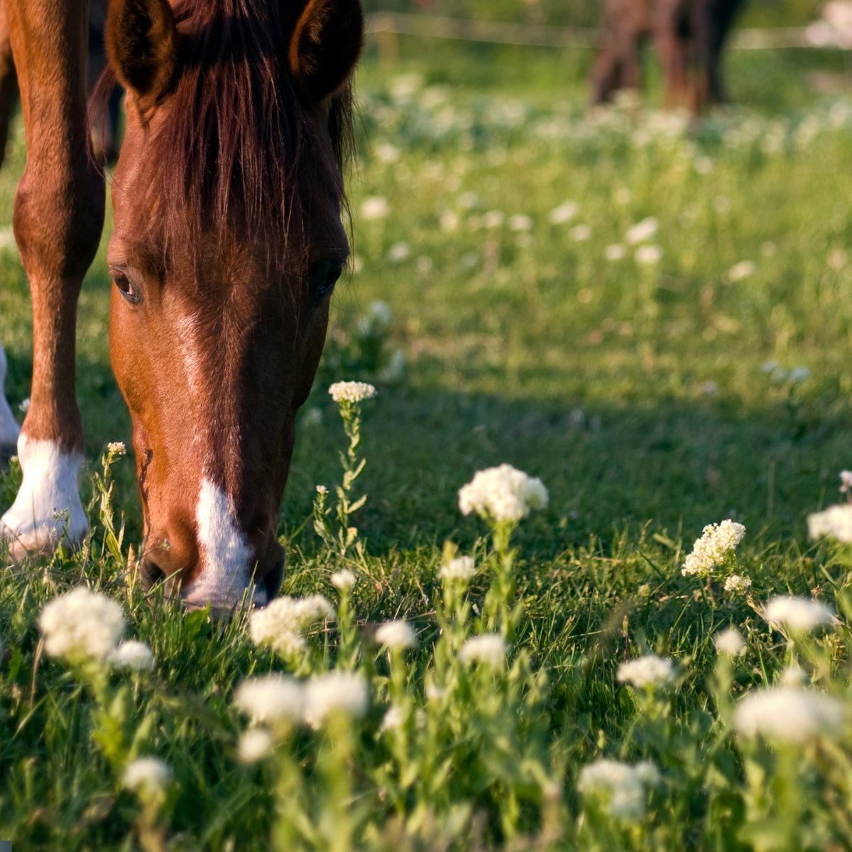 Herbs for Horses