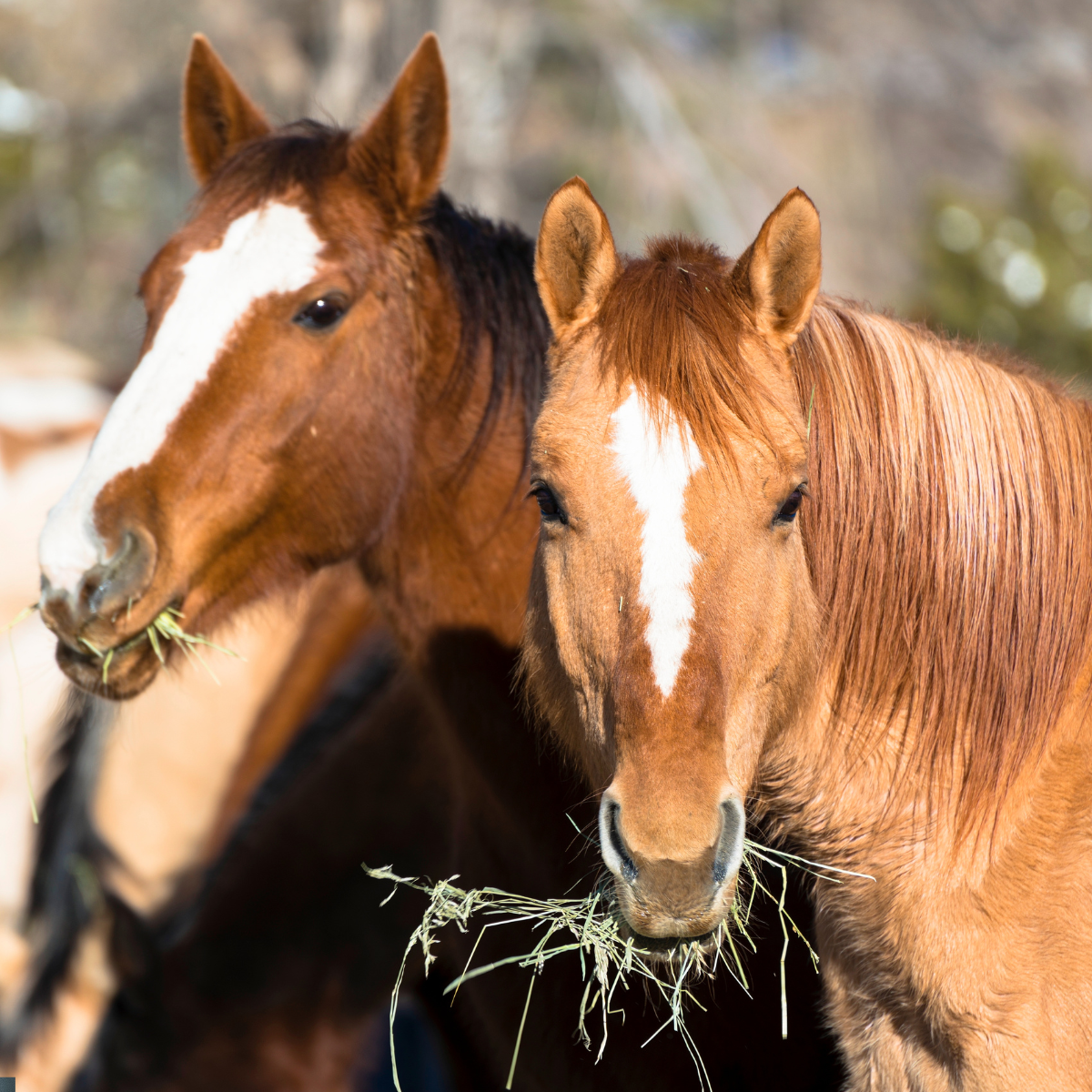 Equine Wellbeing Supplements & Mineral and Vitamins