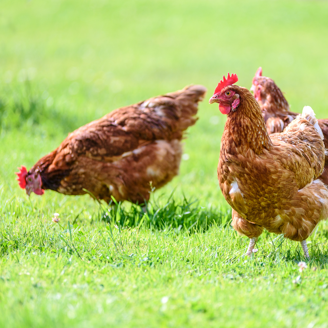 Chickens