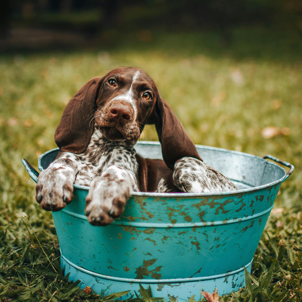 Dog Grooming