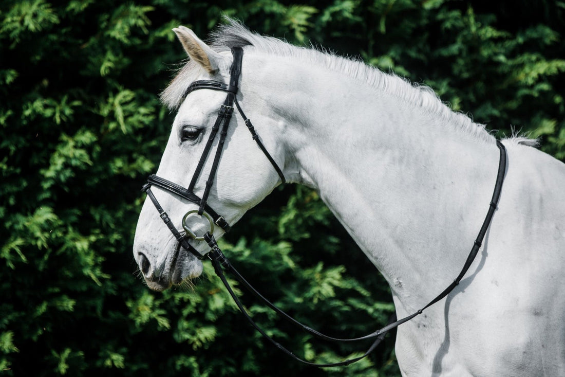 Cavallino Sale