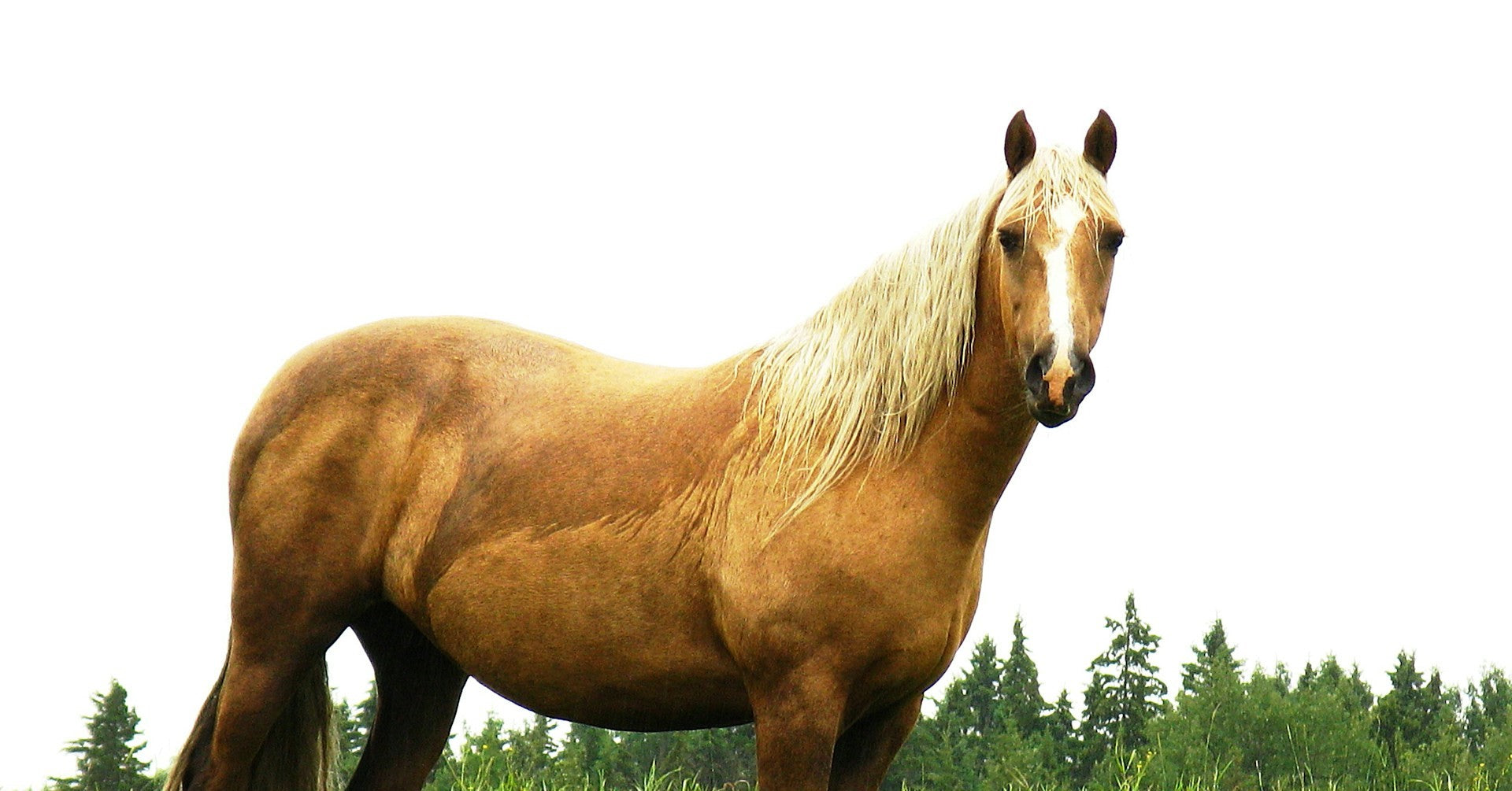 Horse Gear on Sale, nothing over $100