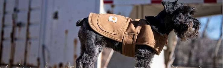 Carhartt Dog