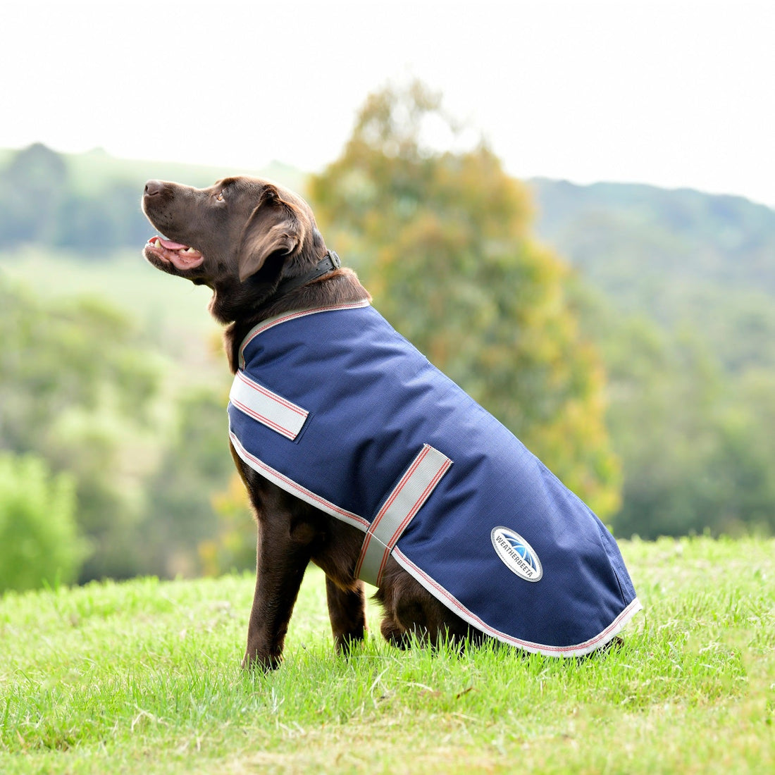 Weatherbeeta Essential Plus Parka Dog Coat
